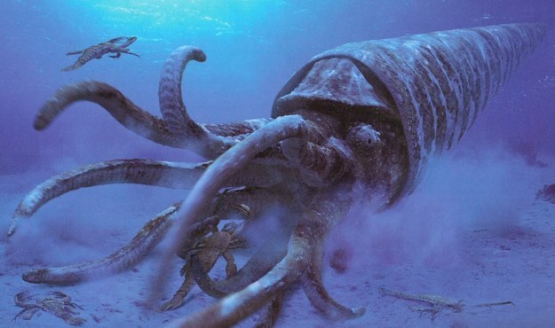Ginormous shelled squid